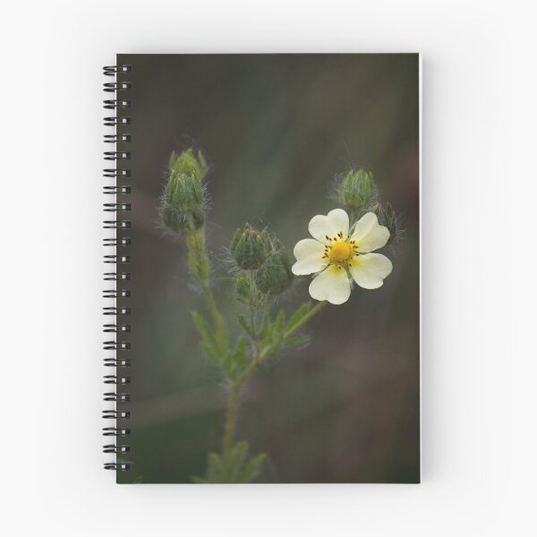 Item preview, Sulfur Cinquefoil designed and sold by dmlb photography.