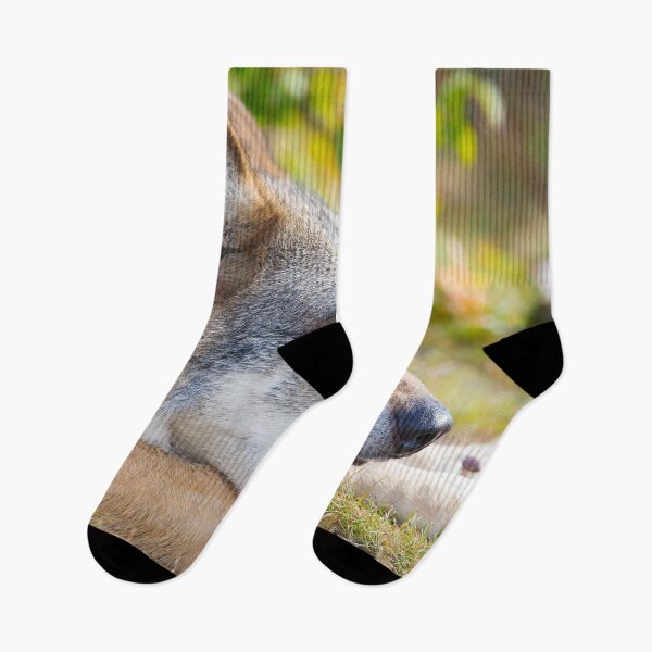 Artikelvorschau, Schöne Kojotentapete entworfen und verkauft von AnimalLover4eva.