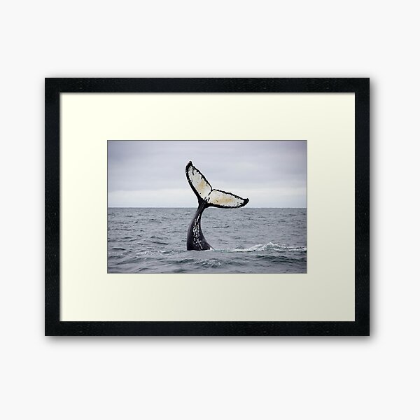 Waving Whale's Tail Framed Art Print