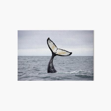 Waving Whale's Tail Art Board Print