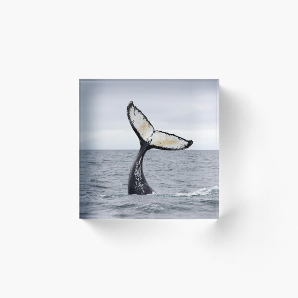 Waving Whale's Tail Acrylic Block