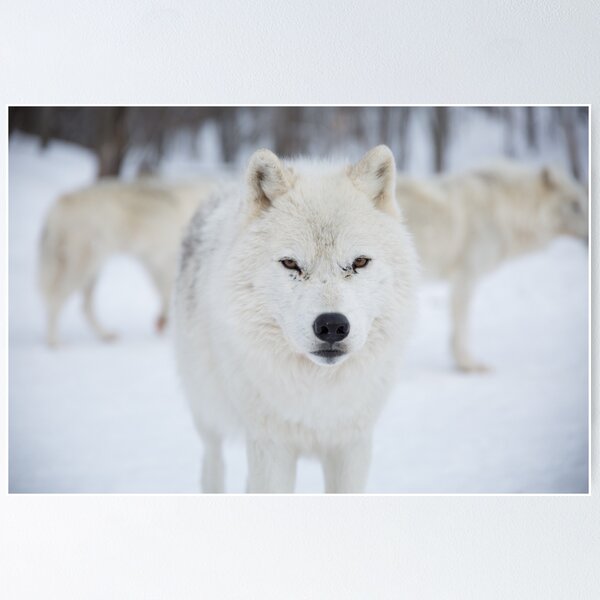 Poster Tête de loup mascotte 