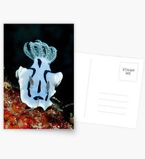 Nudibranch Postcards