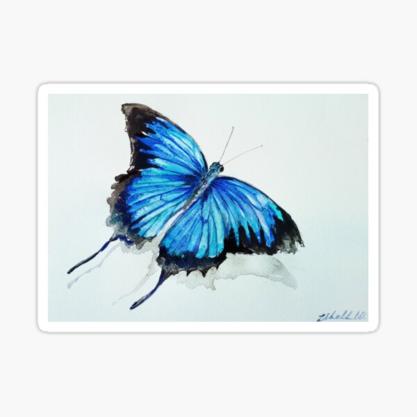 Ulysses blue Butterfly in watercolour  Sticker