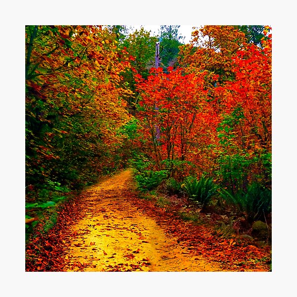 Beauty Forest View Photographic Print
