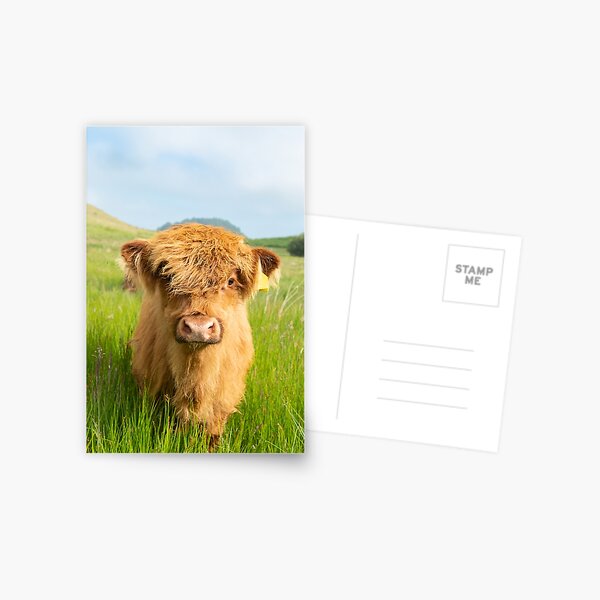 Item preview, Highland Cow Calf designed and sold by Kay Roxby.