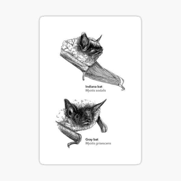 Item preview, Endangered Bats designed and sold by Alar Illustration.