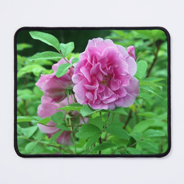 Item preview, Vintage Pink Rose Flower designed and sold by tomorrowsart.