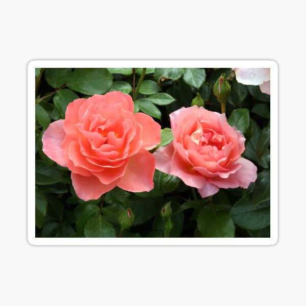 Regalos y productos: Flores De Color Rosa Durazno | Redbubble