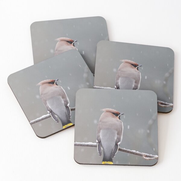 Item preview, Swinging in the rain. Bohemian waxwing  designed and sold by Jouko Lehto Photography.