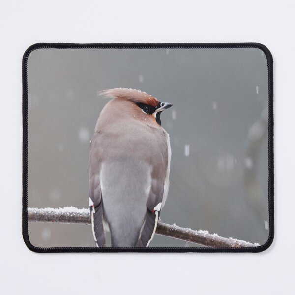 Item preview, Swinging in the rain. Bohemian waxwing  designed and sold by Jouko Lehto Photography.