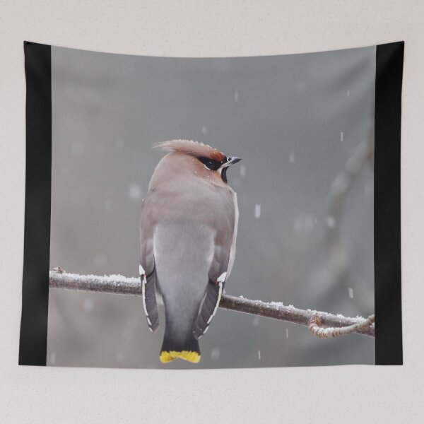 Item preview, Swinging in the rain. Bohemian waxwing  designed and sold by Jouko Lehto Photography.