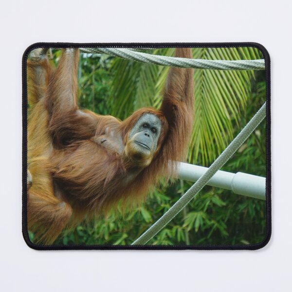 Item preview, Orangutan Hanging on Tree designed and sold by Raureif.
