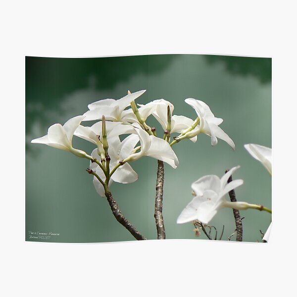 Orchid in Ankarana Park - Madagascar Poster