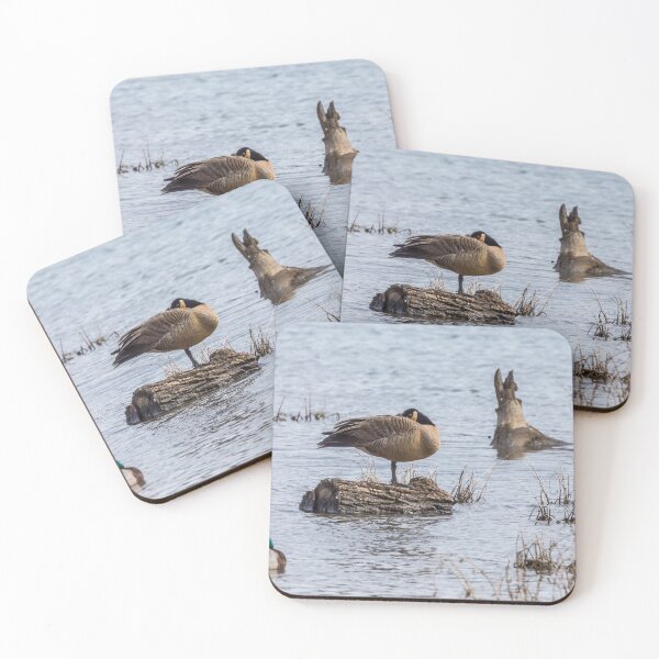 Item preview, Canada Goose Sleeping On One Leg designed and sold by mljdwhite.