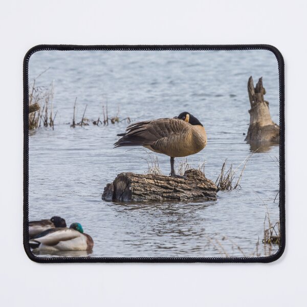 Item preview, Canada Goose Sleeping On One Leg designed and sold by mljdwhite.