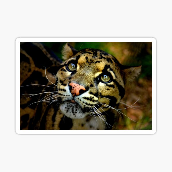 ~Clouded Leopard~ Sticker