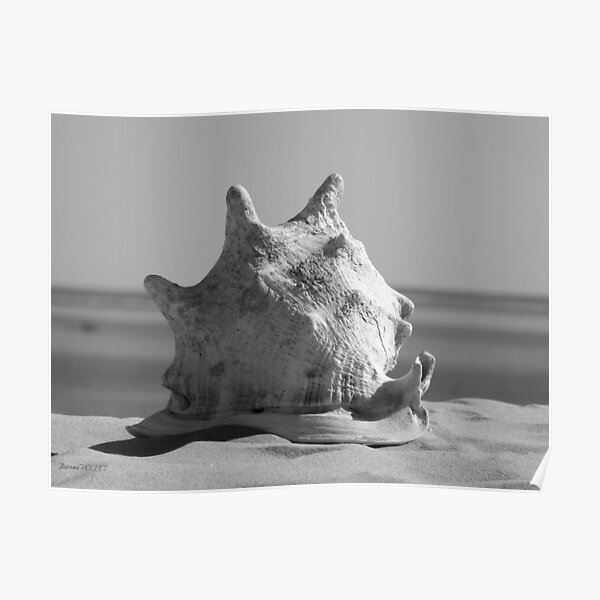 Shell - Sarondrano - Madagascar Poster