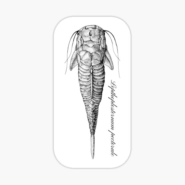 "Armored catfish in pen and ink" Sticker by Drawinism Redbubble