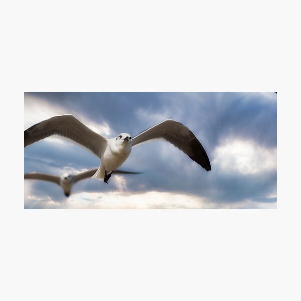 Seagulls soaring beneath the clouds Photographic Print