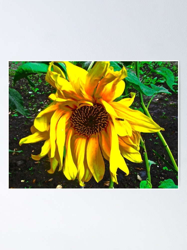 Poster for Sale mit Traurige Sonnenblume von Shulie1