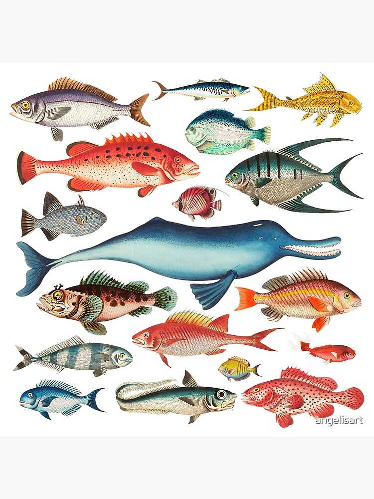 Set of tropical fish Poster