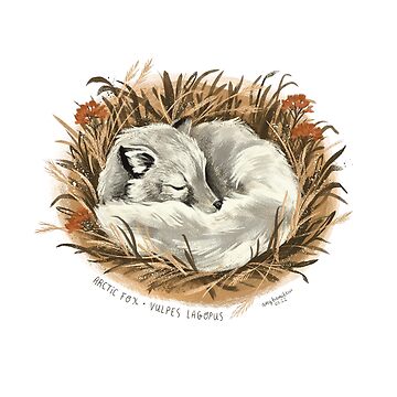 Artwork thumbnail, Sleeping Arctic Fox by AmyHamilton