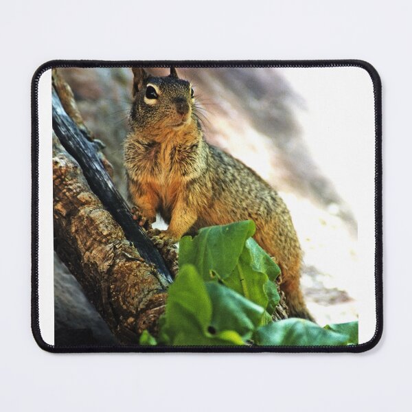Item preview, Haughty  (Bryant’s fox squirrel) designed and sold by paolo1955.