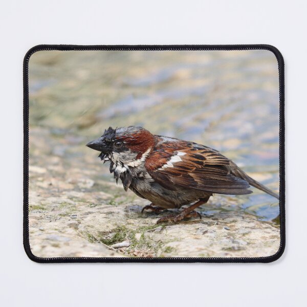 Item preview, Soggy sparrow designed and sold by GreyFeatherPhot.
