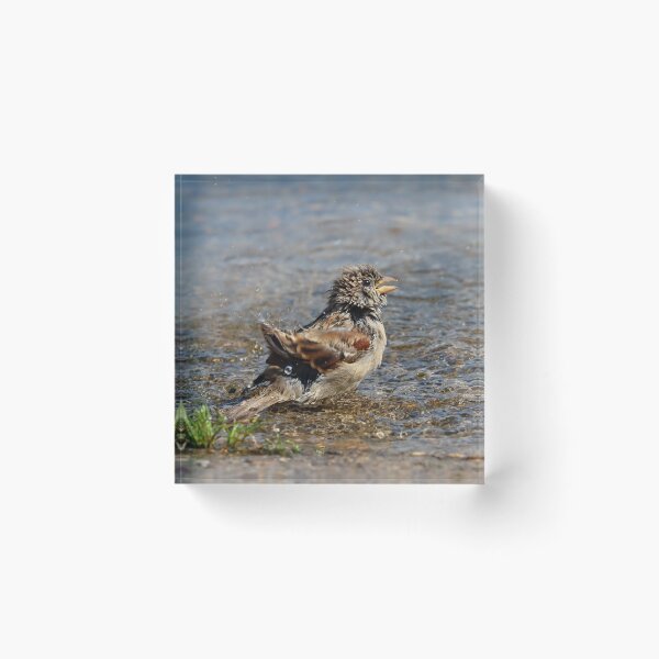 Item preview, Juvenile house sparrow designed and sold by GreyFeatherPhot.