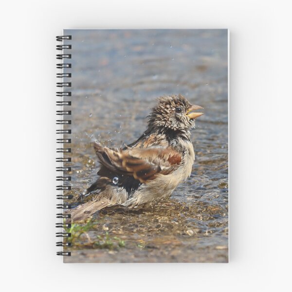 Item preview, Juvenile house sparrow designed and sold by GreyFeatherPhot.