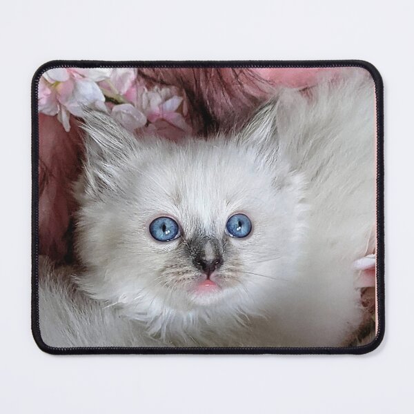 Item preview, Copy of Ragdoll kitten designed and sold by Fluffycat2020.