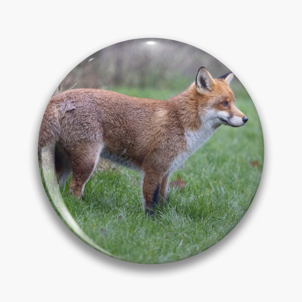 Artikelvorschau, Fuchs posiert im Regen entworfen und verkauft von Anthony Brewer.