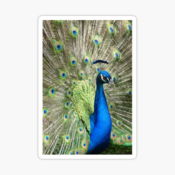 Peacock (Photo by Gary Lovelace) Sticker