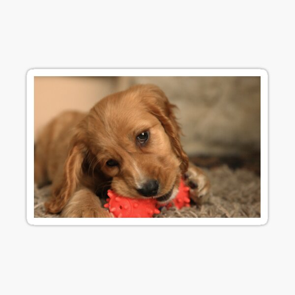 Golden Cocker Spaniel Puppy Male Sticker