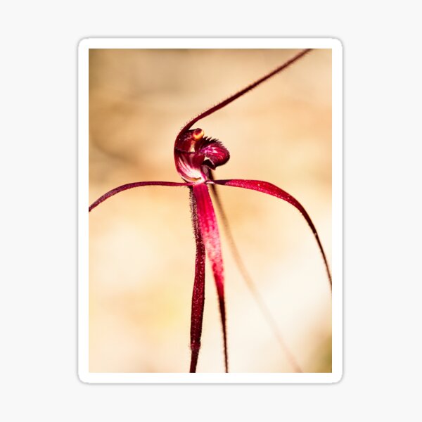 Blood Spider Orchid Sticker