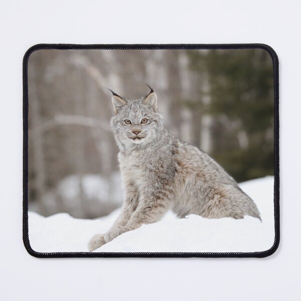 Item preview, Canada Lynx Kitten designed and sold by mlorenz.
