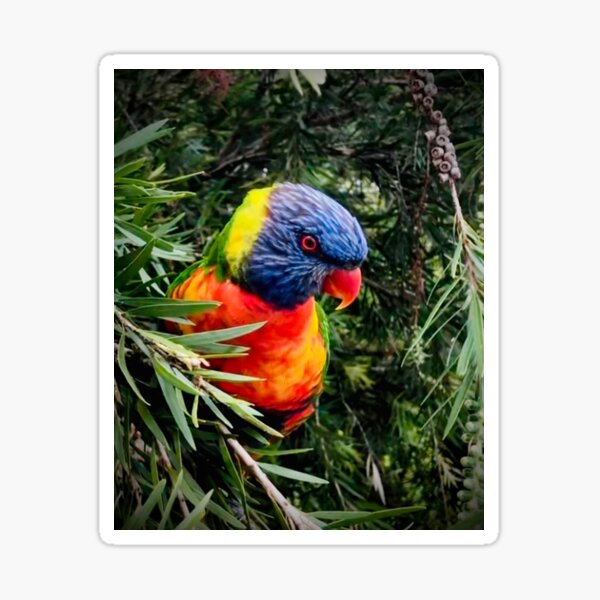 Rainbow lorikeet Sticker