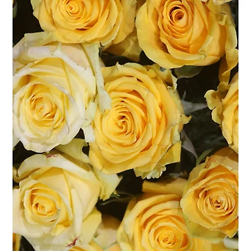 Artwork thumbnail, Yellow Roses by ColorSpacePro