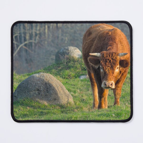 Item preview, Brown Cow In The Algarve Countryside designed and sold by AngeloDeVal.