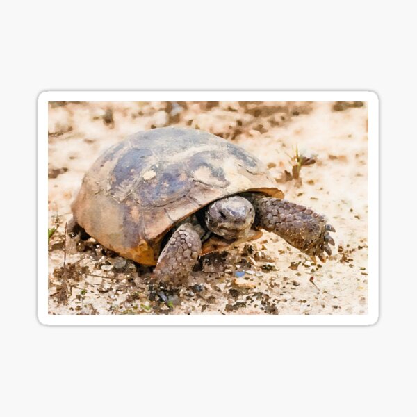 Gopher Tortoise Sticker