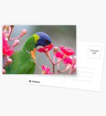 Rainbow Lorikeet Postcards