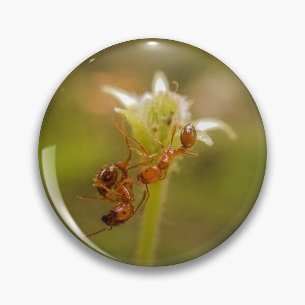 Item preview, ant in flower photograph designed and sold by BIPSDESIGN.