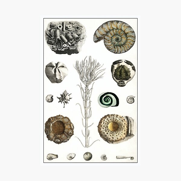 Item preview, Vintage Sea Fossils designed and sold by NineVi.