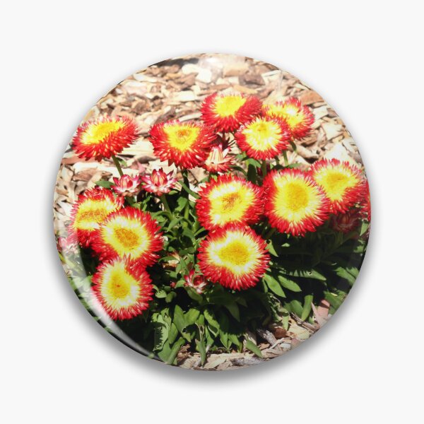 Item preview, Mt Annan Daisies designed and sold by KazM.