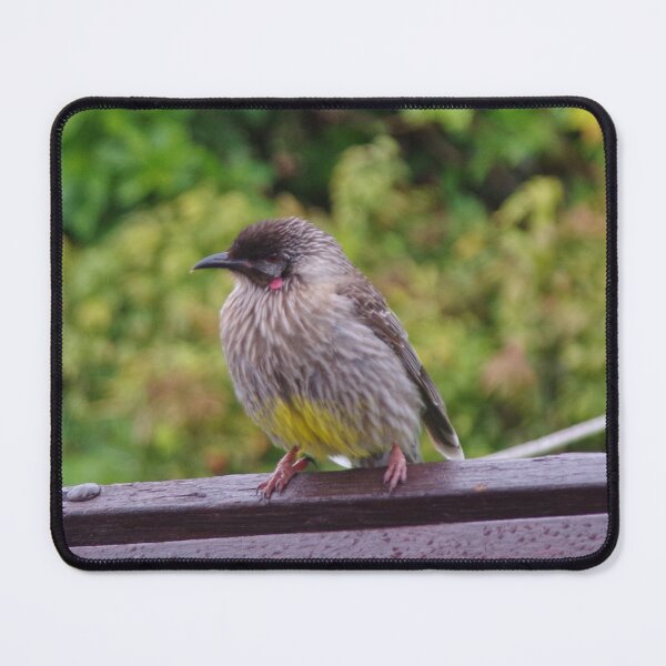 Item preview, Young Wattlebird In The Rain In Fitzroy Gardens, Australia designed and sold by lezvee.