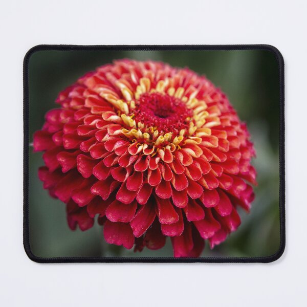 Item preview, Zinnia Red Flower designed and sold by Catherine Reading.