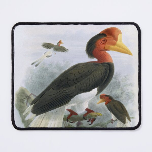 Item preview, Helmeted Hornbill (Rhinoplax vigil) by J. G. Keuleman (modified with photo filter) designed and sold by TheCurators.