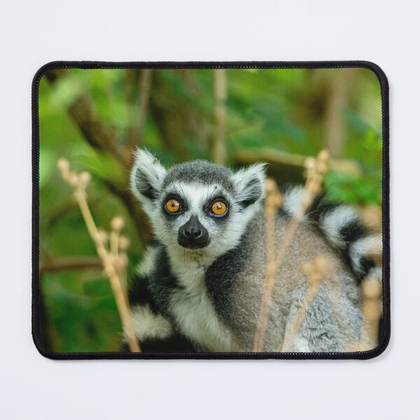 Item preview, Young Ring-tailed Lemur designed and sold by Dalyndigital Photography.