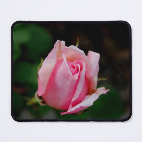 Item preview, Friendly Rose Bud designed and sold by KazM.